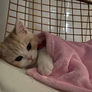 Meet your Posher, Adema